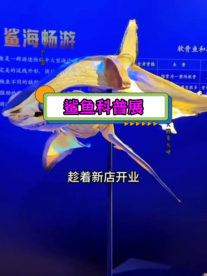 大连和平广场新展:鲨鱼标本科普大揭秘
