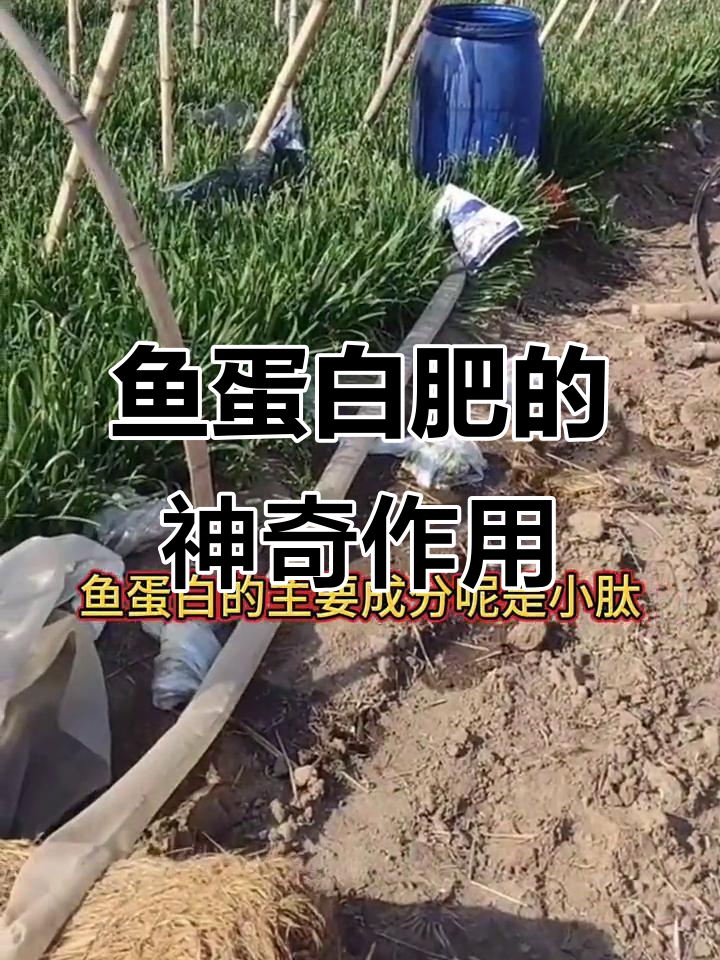 鱼蛋白肥料如何提高作物抗逆性,效果惊人!