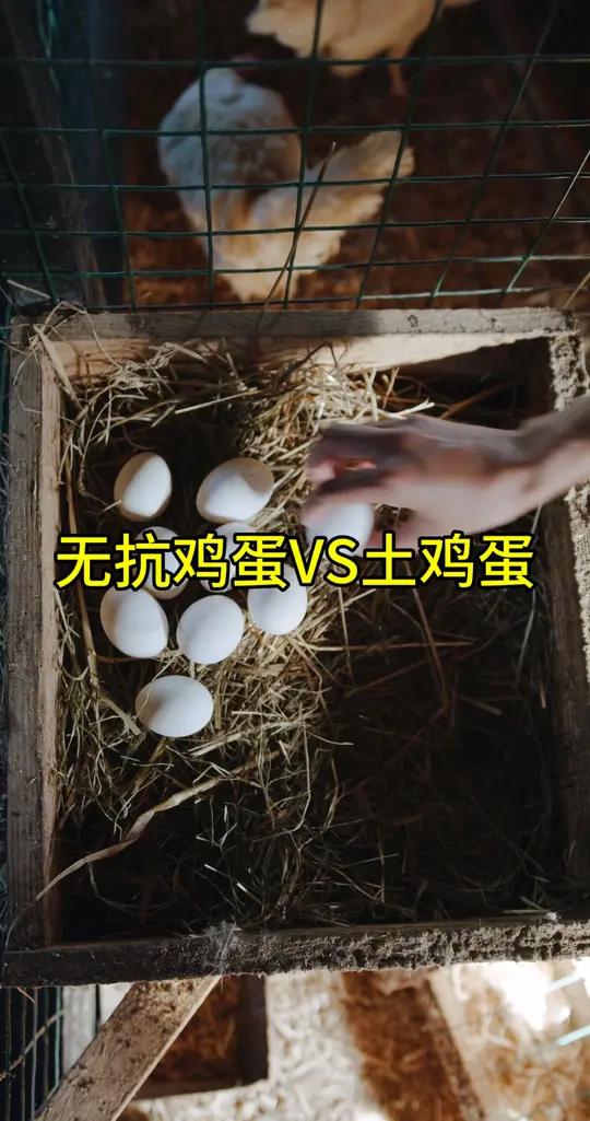 土鸡蛋VS无抗鸡蛋
