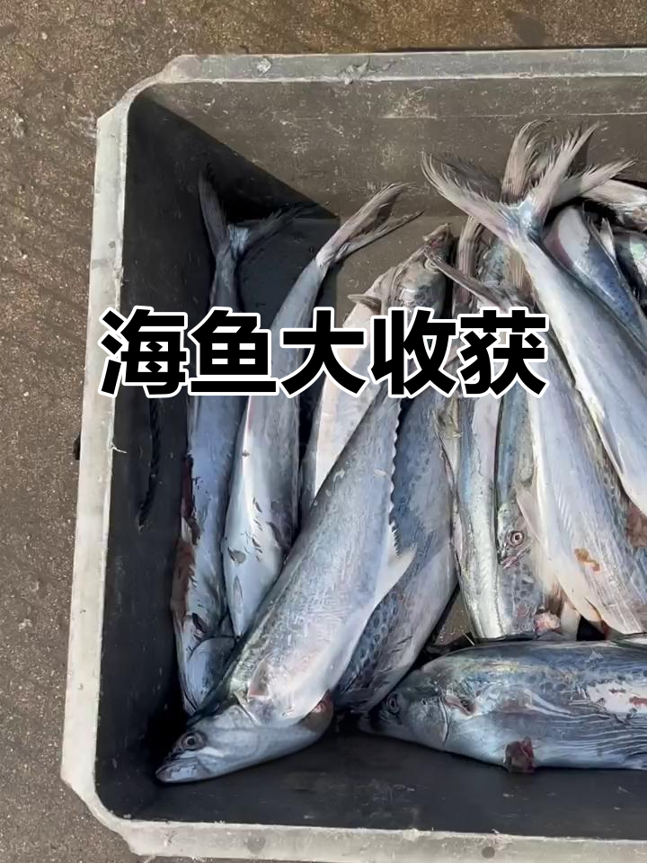 满载而归,首次见到珍稀鱼类,常见海鲜也大丰收!