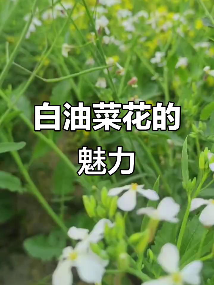 白色的油菜花,美丽如雪