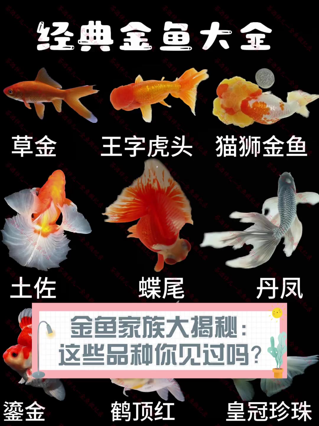 金鱼家族大揭秘:这些品种你见过吗?