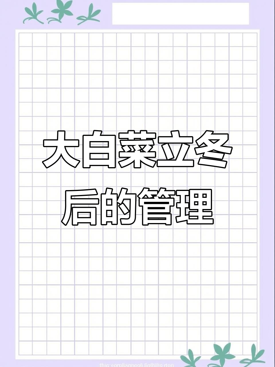立冬后大白菜还能继续生长吗?如何应对低温冻害
