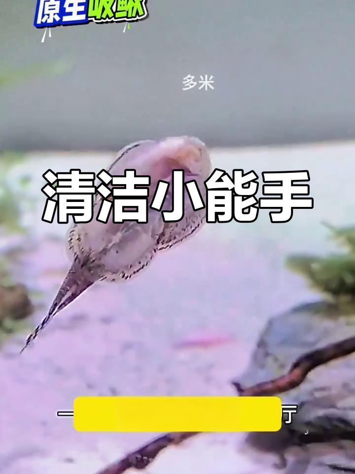 这款冷水鱼,颜值与实用并存,轻松清洁鱼缸,水质更清澈