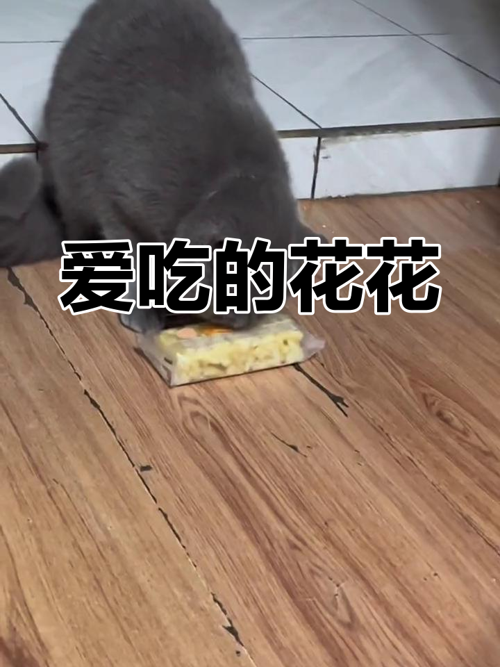 猫咪偷吃沙琪玛,真让人头疼