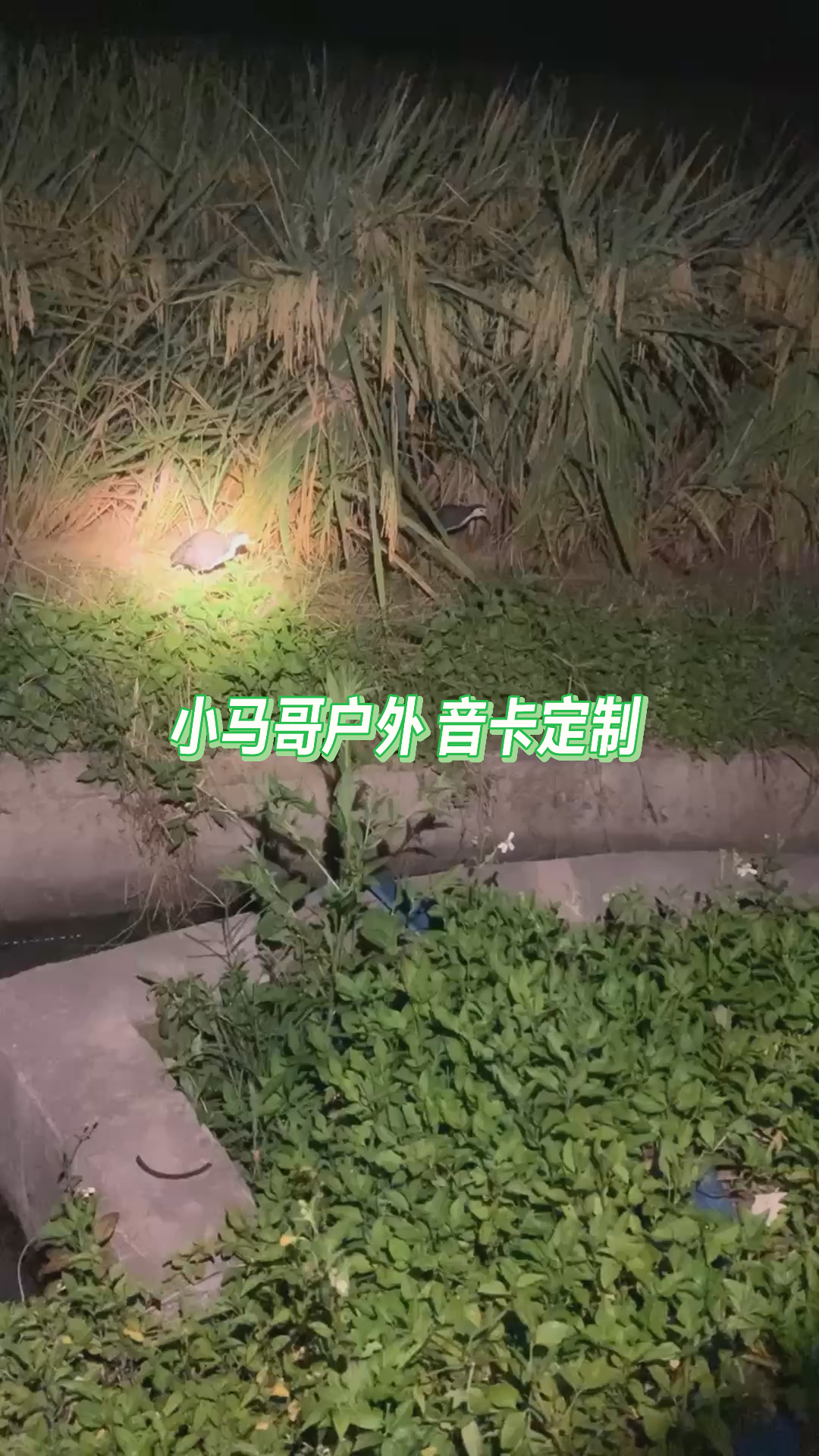白面水鸡叫声音卡测试