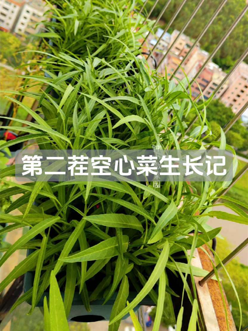 第二茬空心菜又准备可以割了 记录 阳台种菜 盆栽空心菜 生长