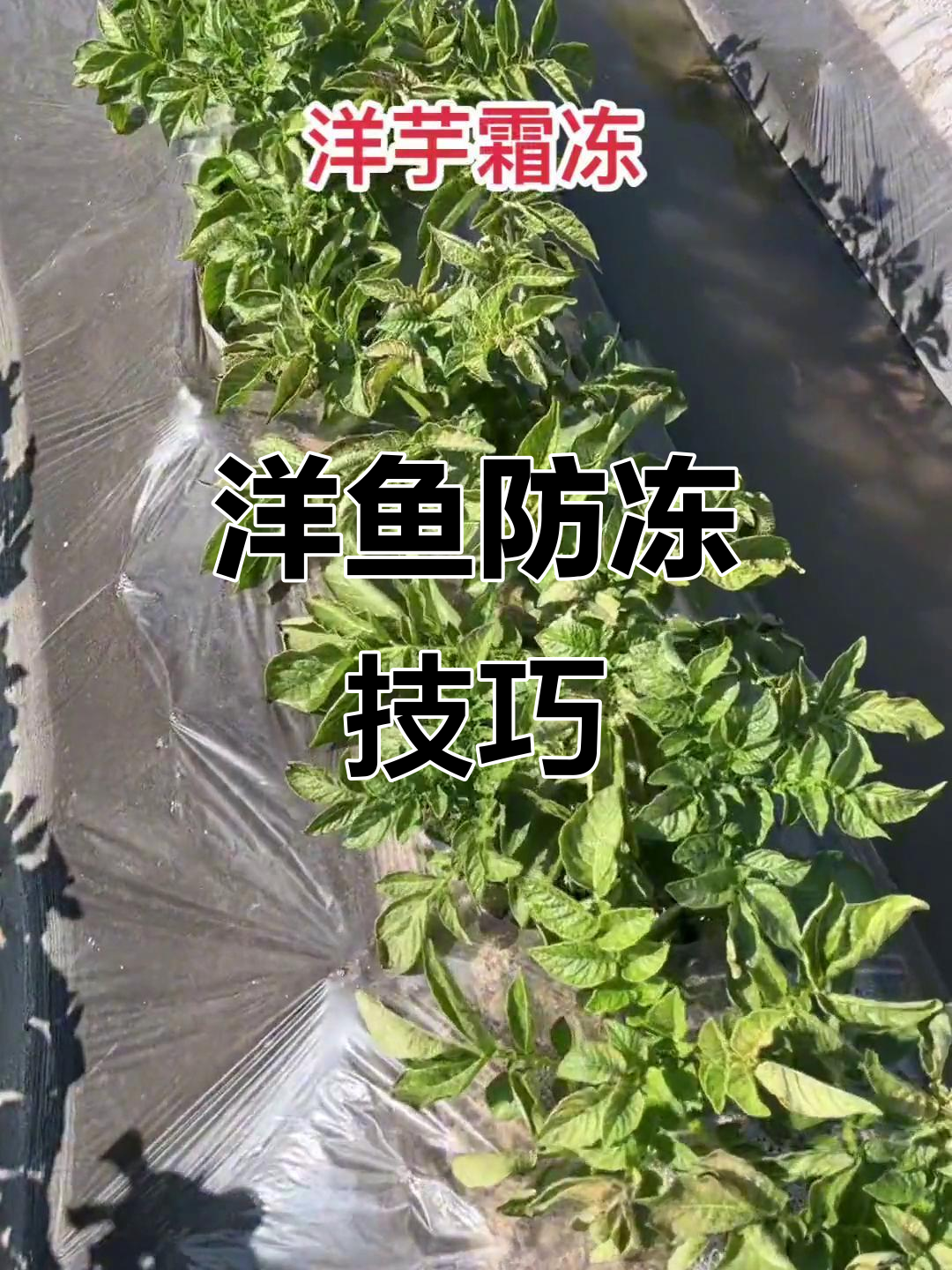 低温来袭！如何应对洋鱼防冻问题，减少损失