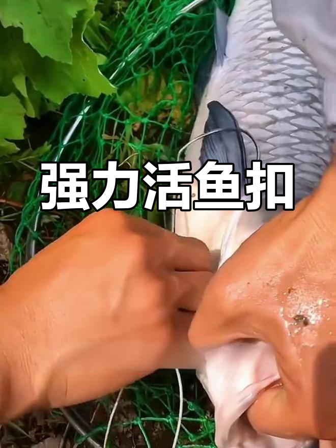 这款活鱼扣坚固耐用,大物也能轻松应对,鱼儿安全无损