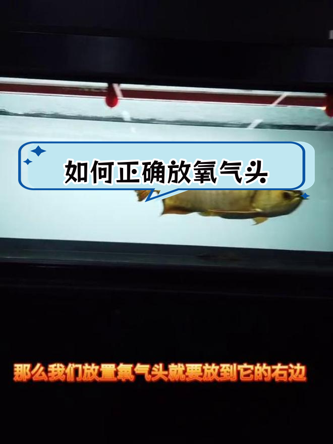 鱼缸氧气头放置技巧,提升水循环效果