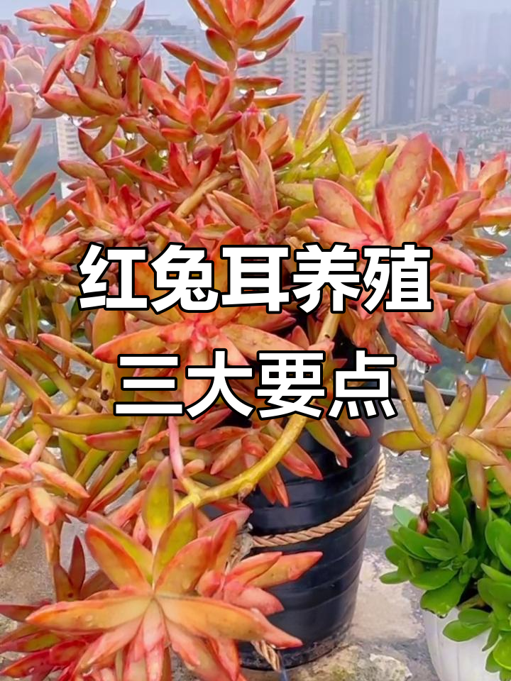 红兔耳养护全攻略:光照、浇水技巧轻松掌握