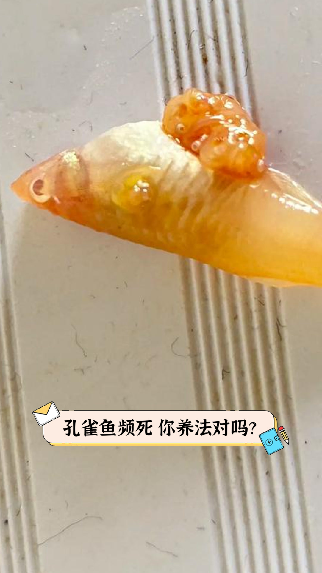 孔雀鱼频死,你养法对吗?