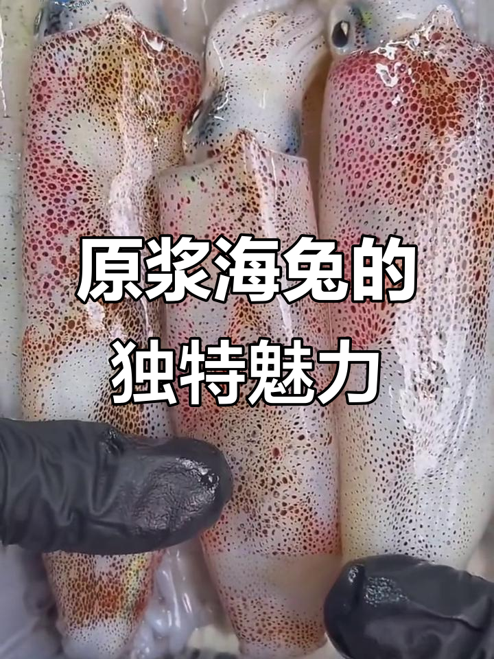 海兔与鱿鱼的区别,原浆海兔鲜美又美味