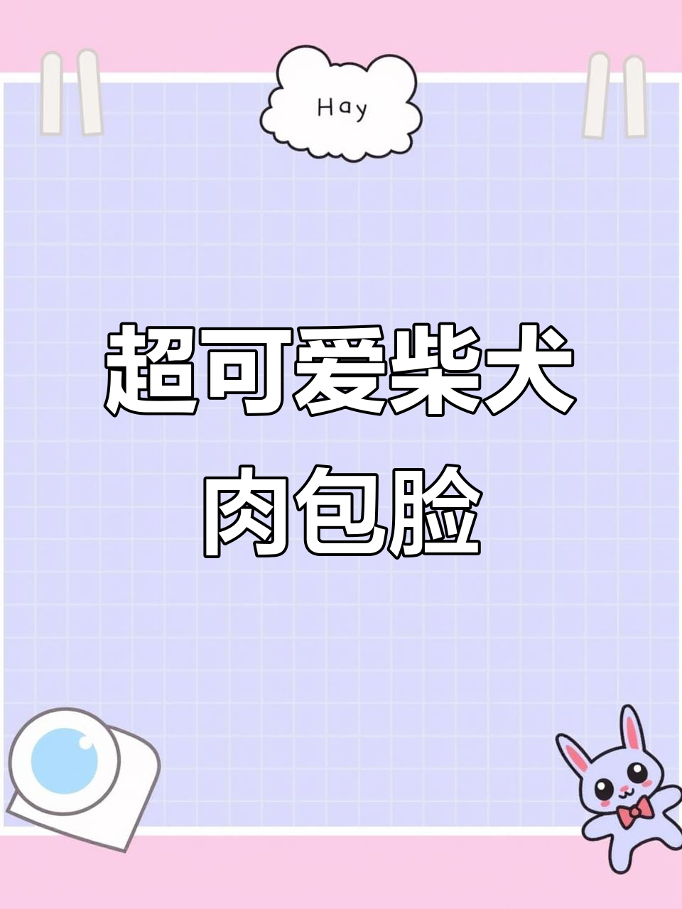 柴犬肉包子脸,萌到让人想捏它!