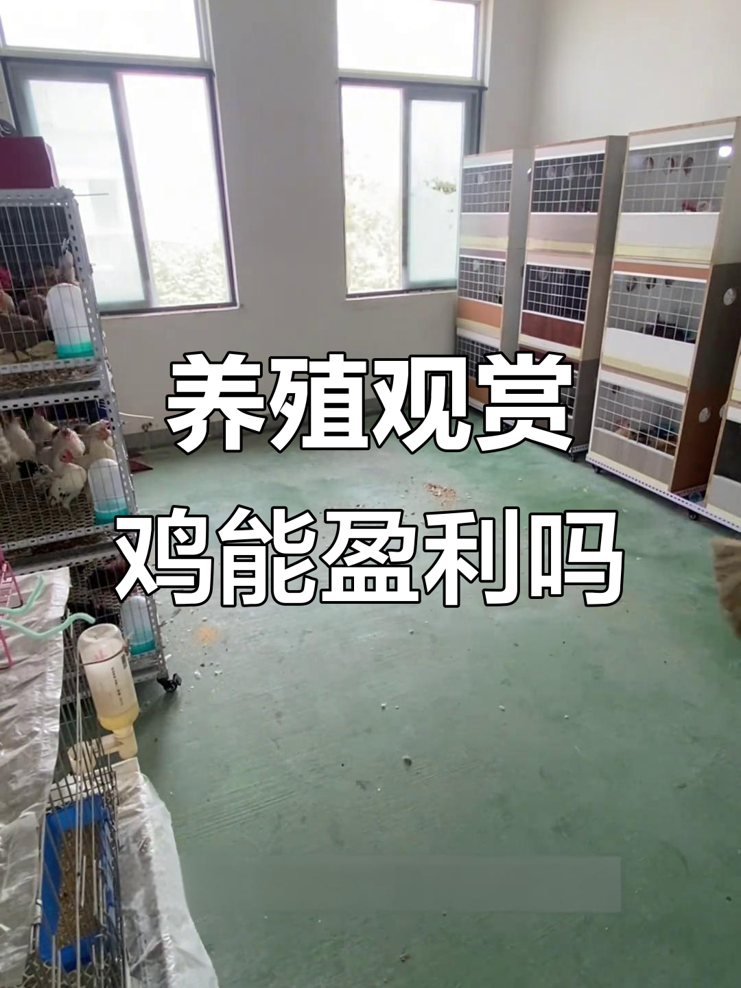 自繁自养观赏鸡,赚不赚钱看这里!