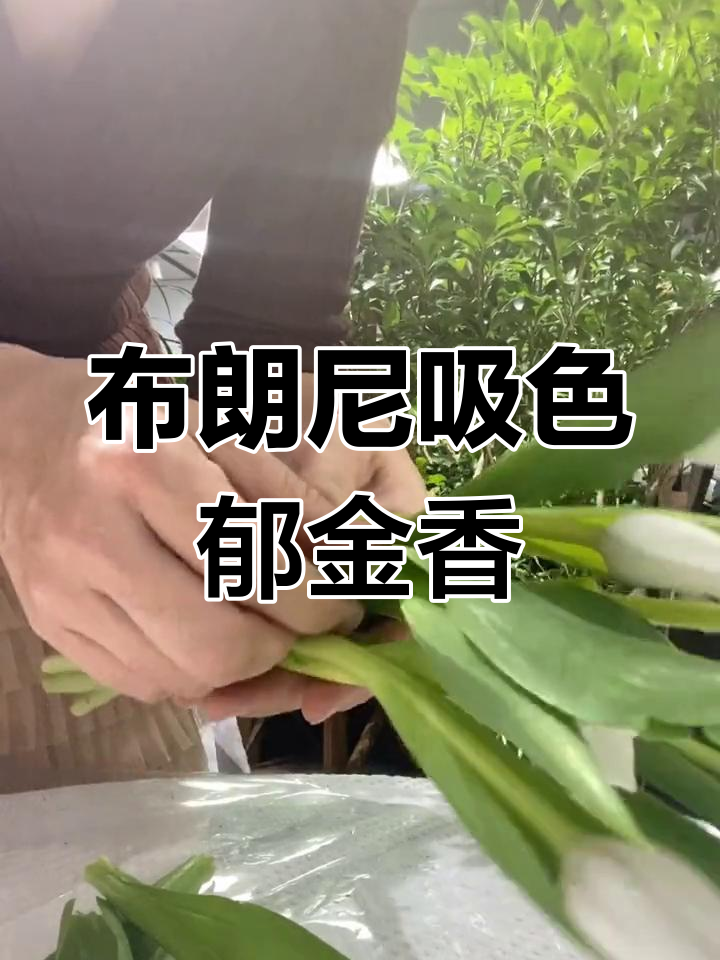 漳州花店吸色郁金香教程,打造独特布朗尼风格