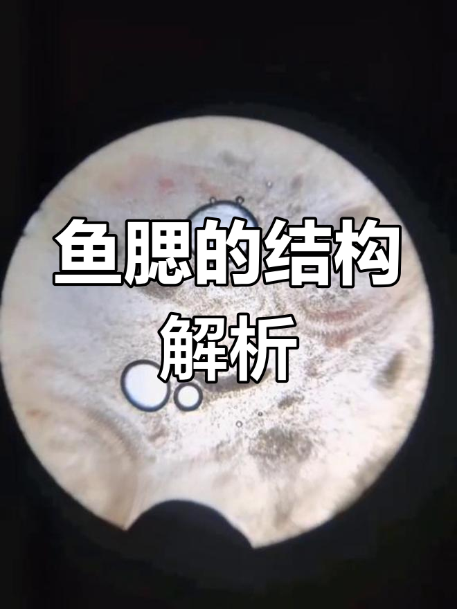 鱼鳃的构造与功能揭秘