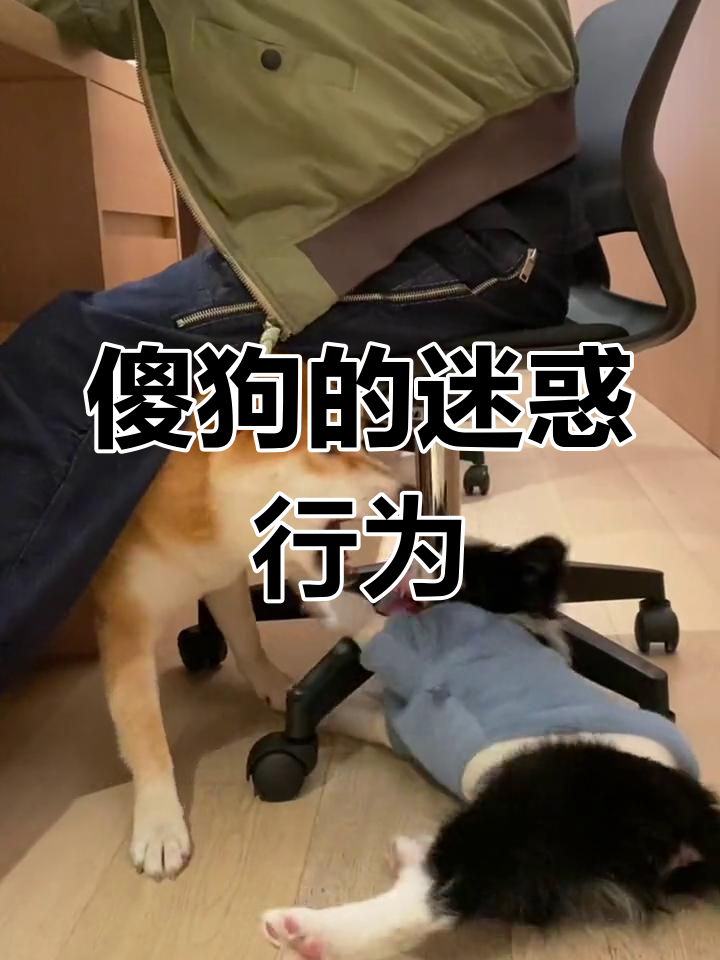 柴犬发出惊人叫声,笑翻全场