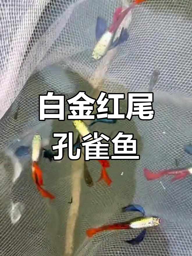 超大耳白金红尾孔雀鱼推荐