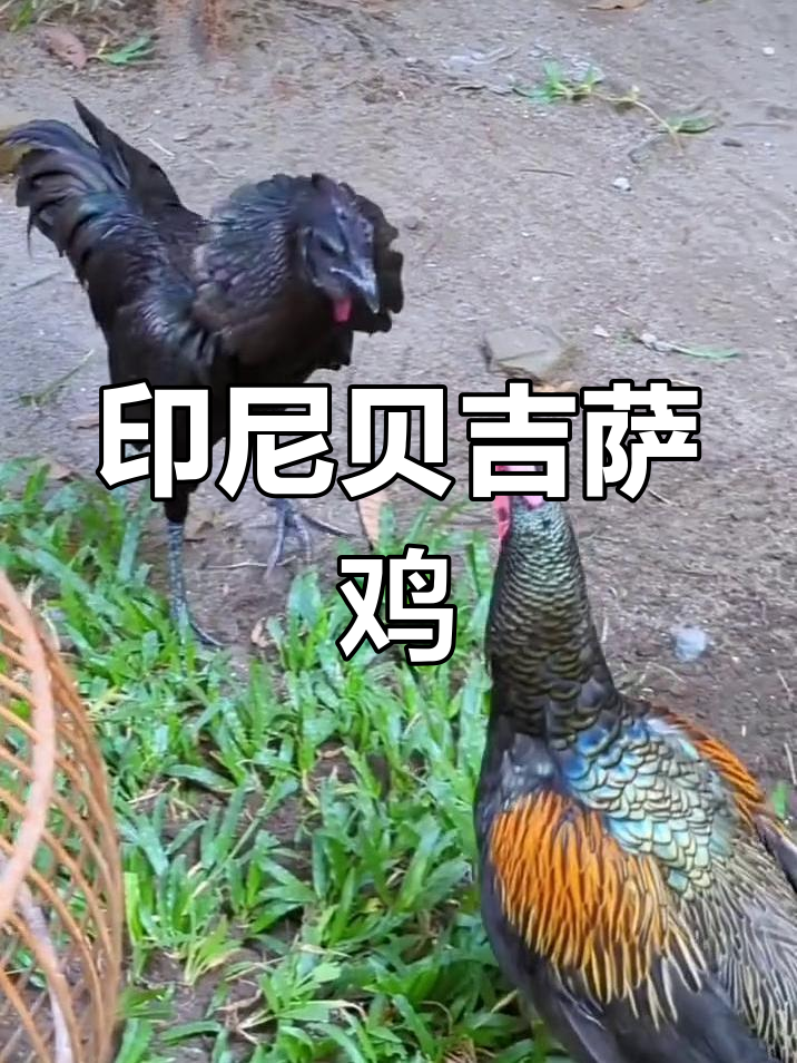 印尼贝吉萨鸡:绿原杂交金属鸡的独特魅力