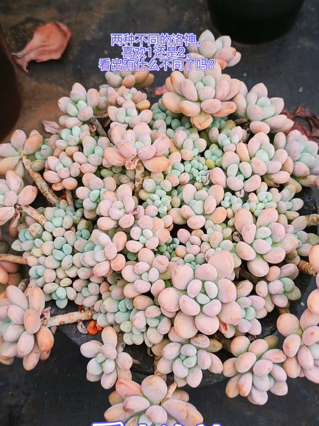 洛神PK香水洛神,喜欢那个