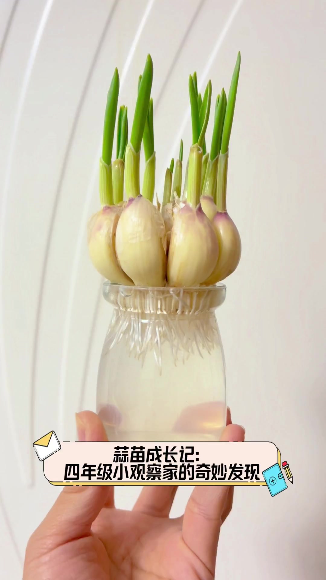 蒜苗成长记:四年级小观察家的奇妙发现