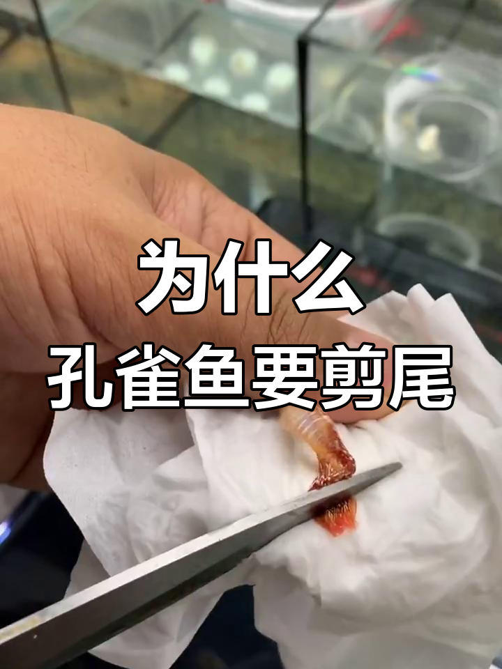 孔雀鱼剪尾的真相:为了更好的未来,值得吗?