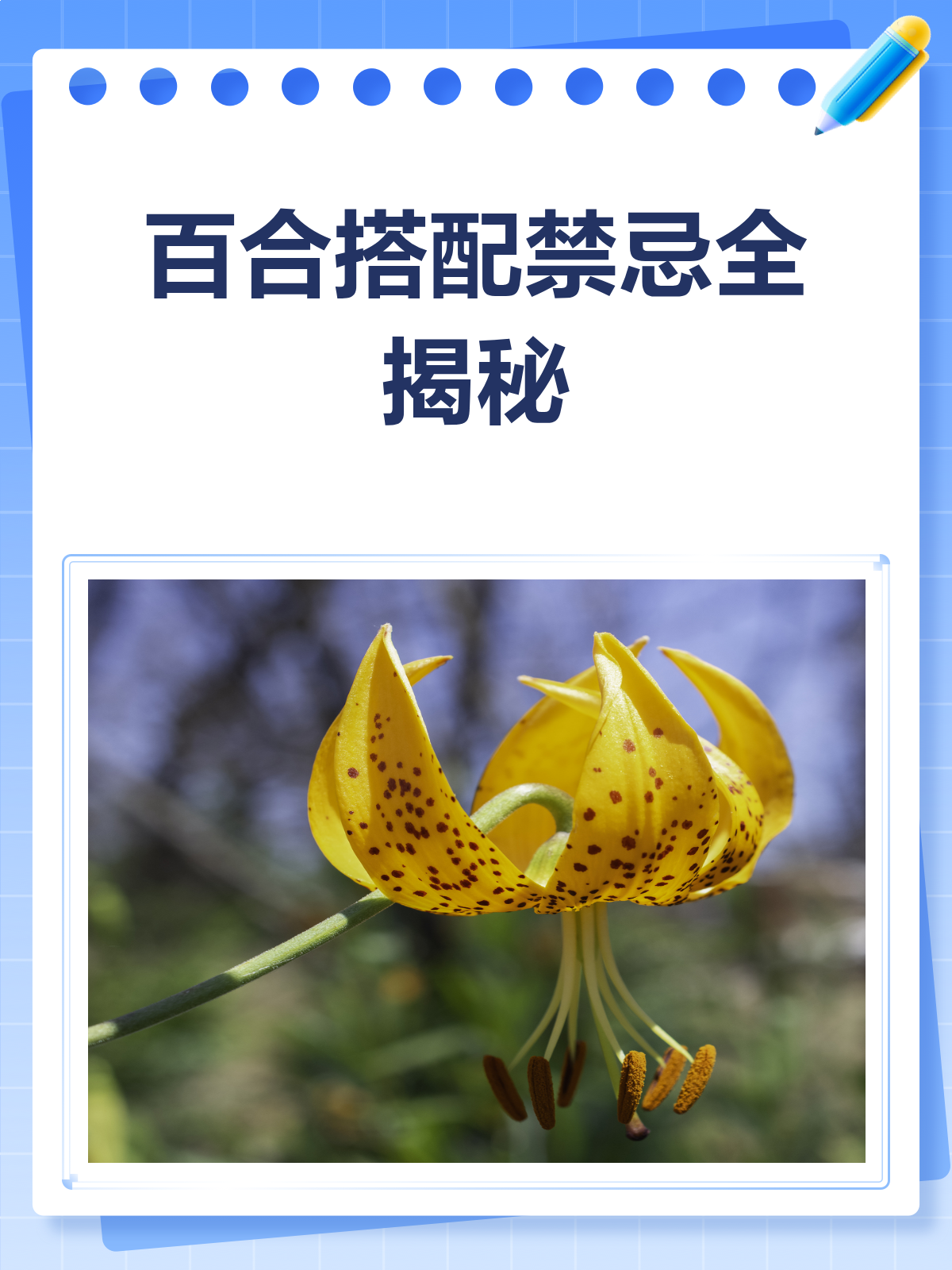 百合搭配有禁忌这些食物千万别一起吃!