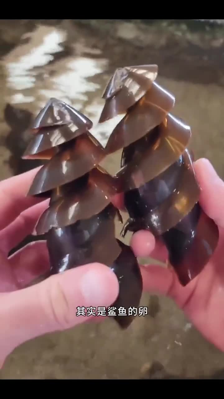 酷似钻头的鲨鱼卵,竟能紧紧卡在岩石里!