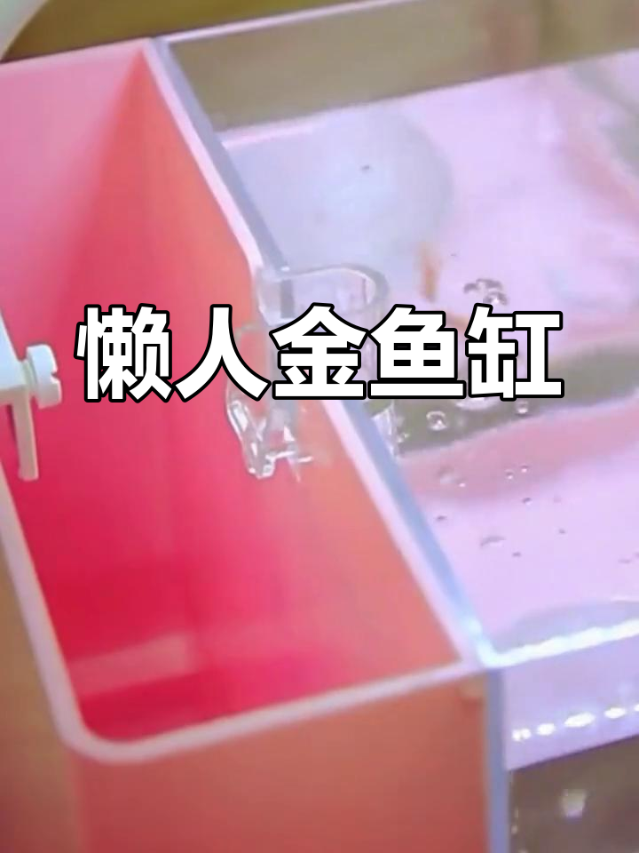 迷你金鱼缸,免换水设计,适合桌面摆放