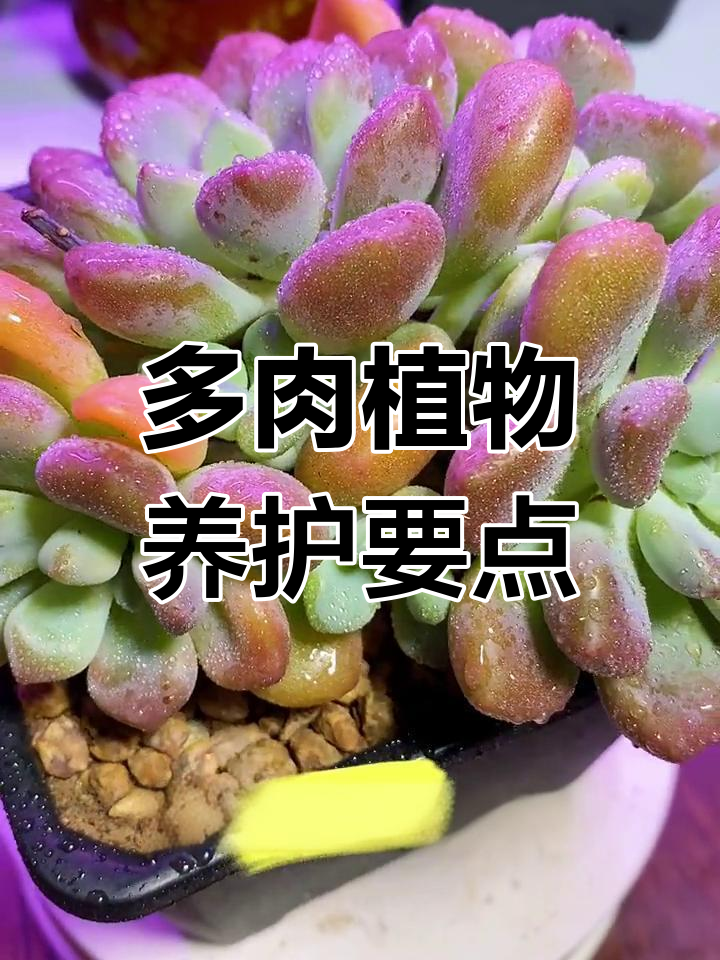 木糖醇多肉养护全攻略:光照、土壤与浇水技巧
