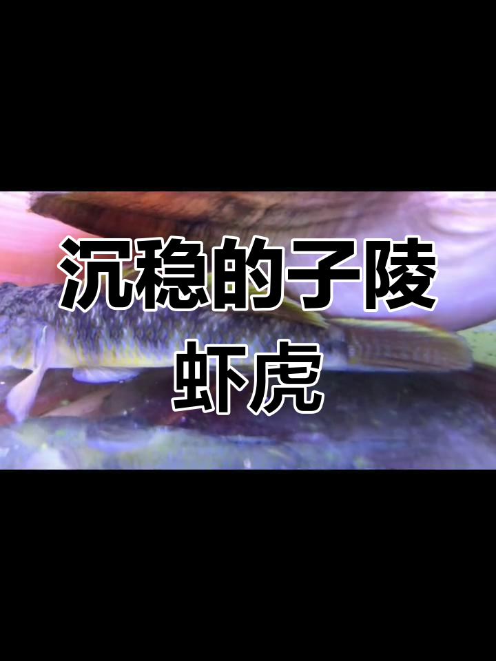 可爱虎头鱼,老家叫“趴地光滚”