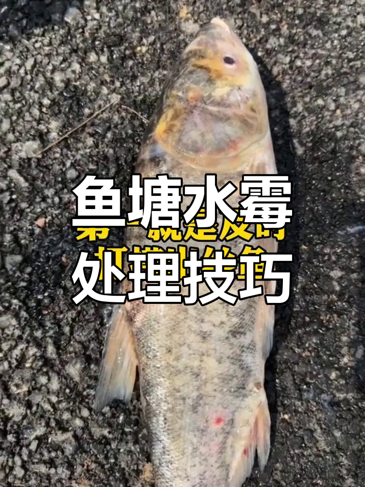 水霉病防治全攻略:四招搞定!