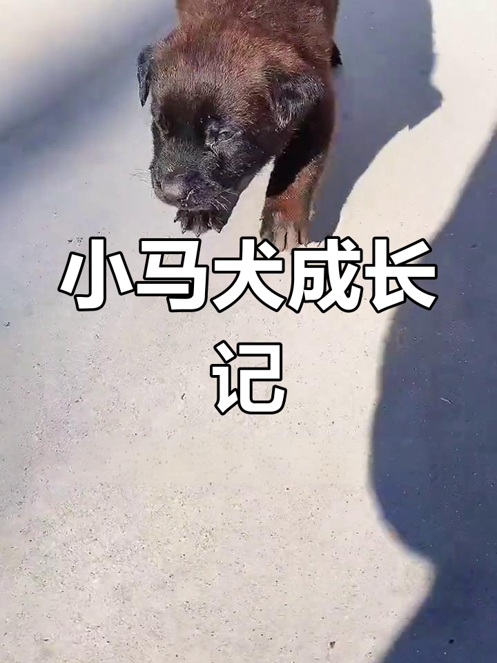 给小马犬起霸气名字,希望健康成长!