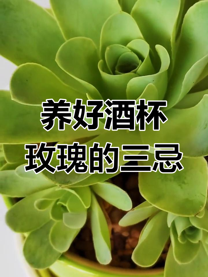 酒杯玫瑰养护三大禁忌,避免这些让它更健康