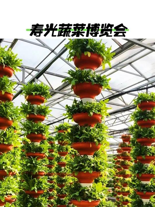 帮你发现寿光蔬菜博览会你不可以错过的点。好客山东美美与共 寿光蔬菜博览会 选秀的终究是卷到