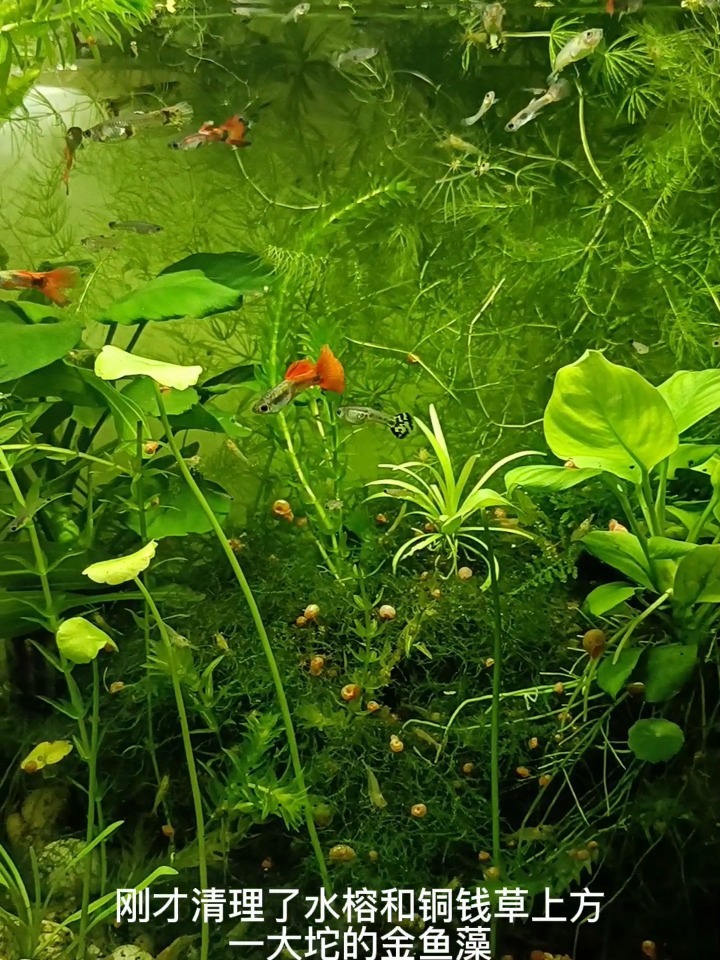 草缸养孔雀鱼