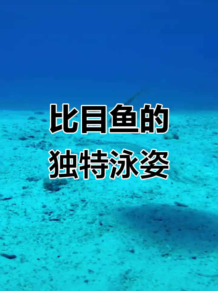 比目鱼偶尔也会“散步”,展现它们独特的游泳方式