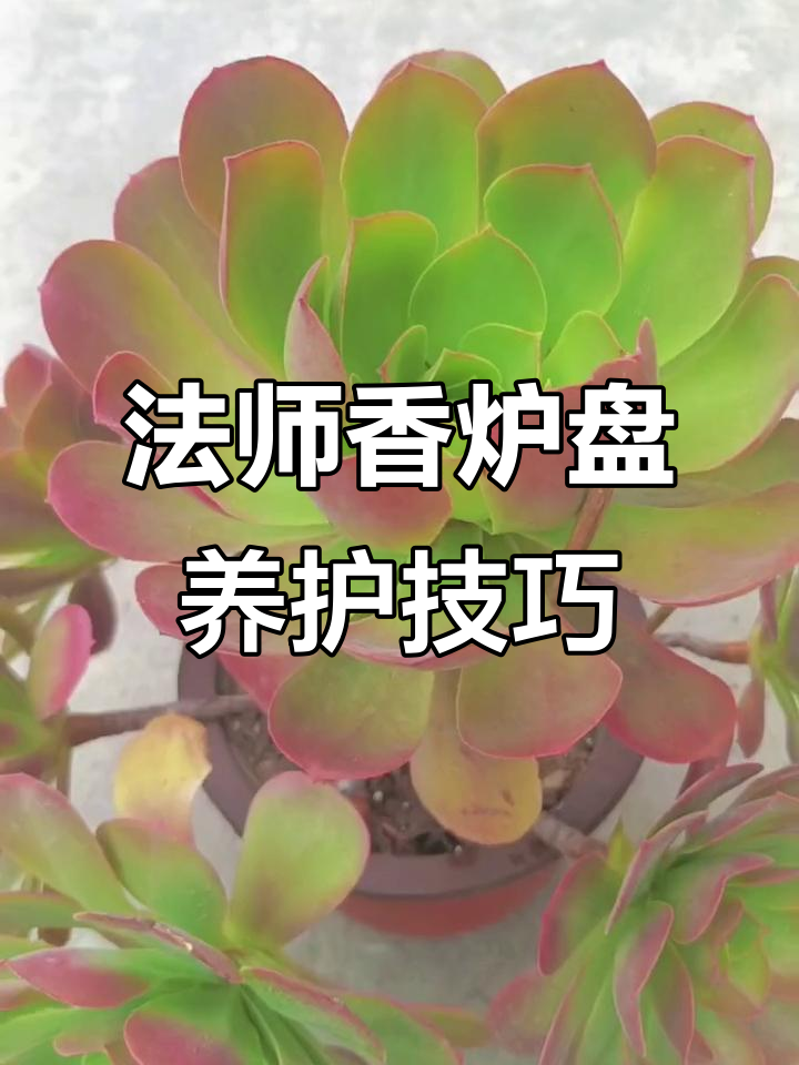 法师香炉盘养护全攻略:轻松露养,不遮雨也能健康生长
