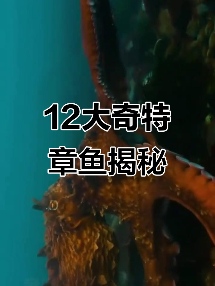 探秘12种神奇章鱼，看看它们如何独占海底世界
