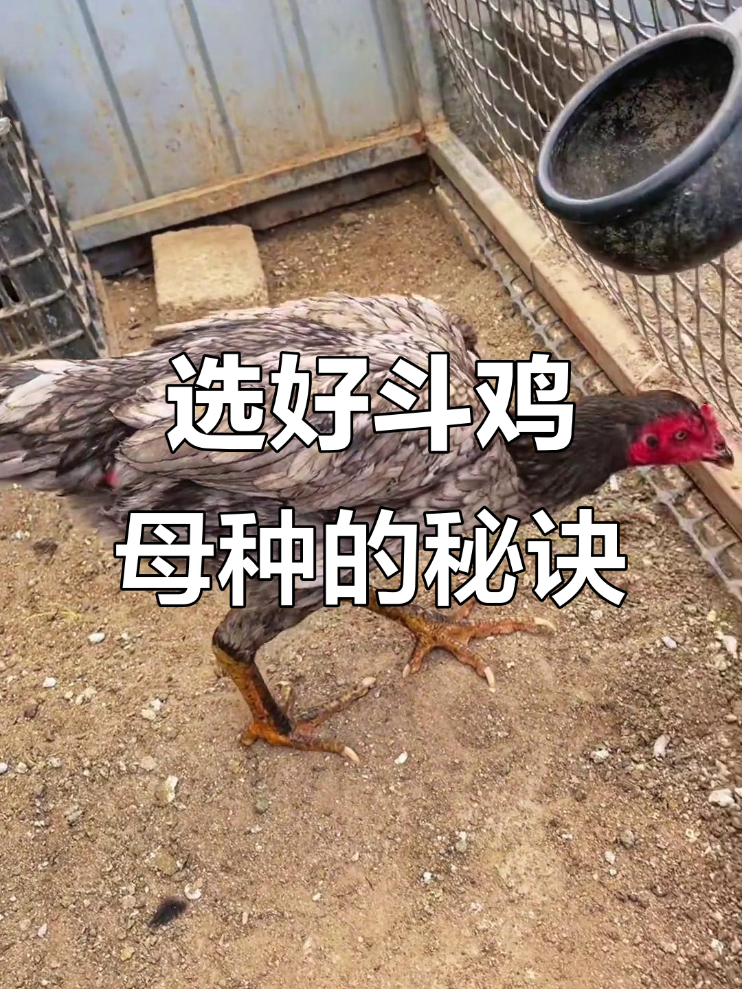 如何挑选优质斗鸡母种？体型比例才是关键