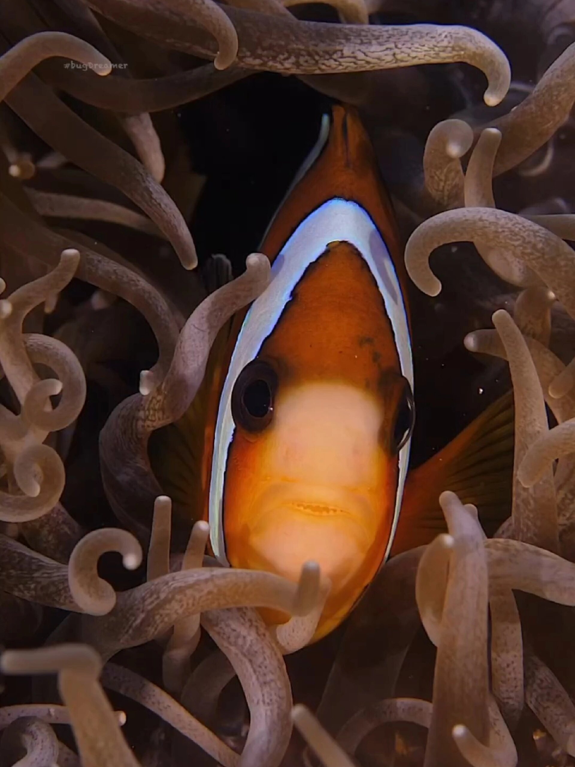 神秘生物鉴定:三带双锯鱼(尼莫)