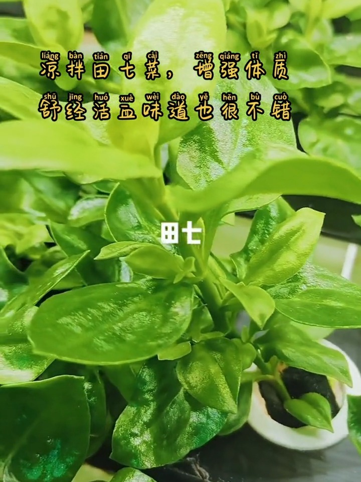 来吃水培田七菜吧,药食同源
