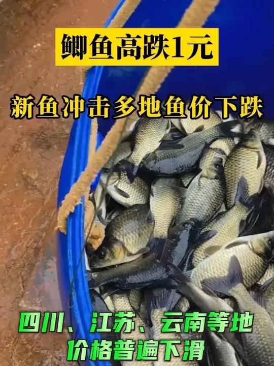 鲫鱼市场“供增需减”的矛盾短期难以根本扭转,但价格跌幅有望收窄。节日消费对鲫鱼需求的提振作