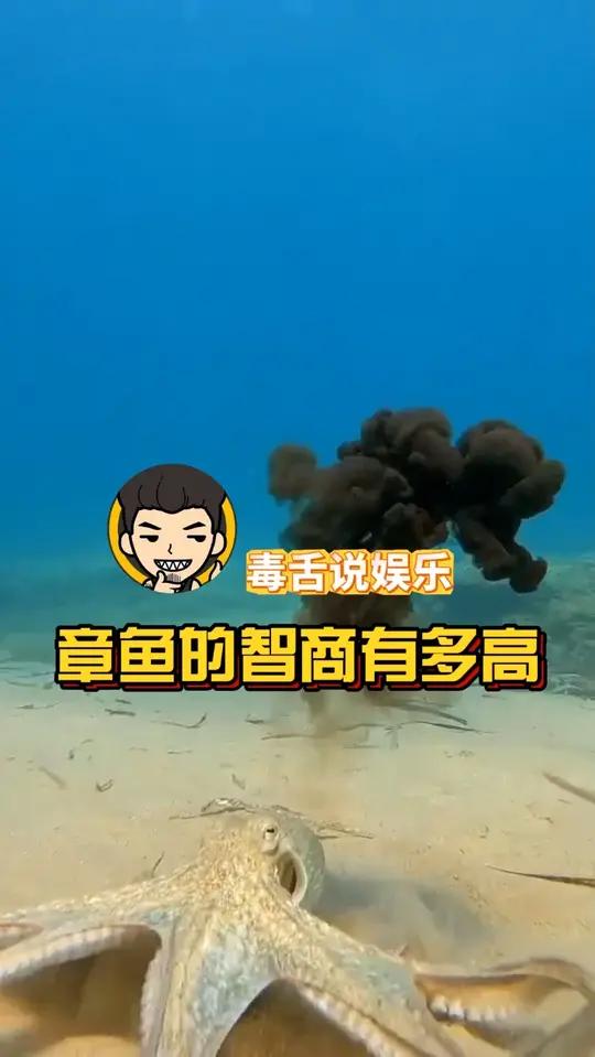 章鱼简直就是动物界的天才！