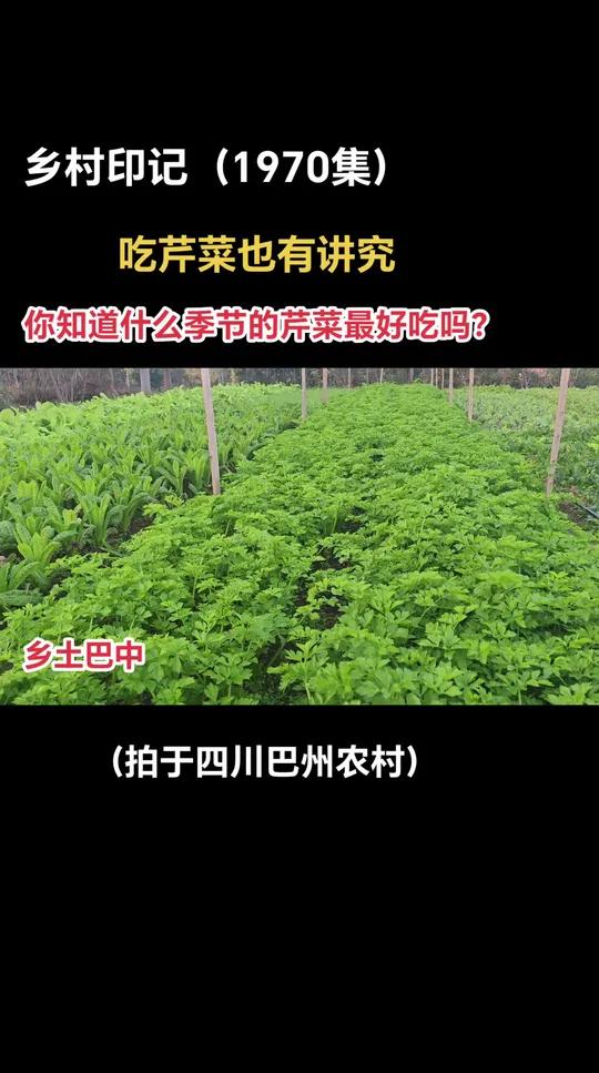 四川巴中:霜打之后的芹菜又脆又香 乡土气息 乡村生活记录 万物生长 永远喜欢大自然的生命力
