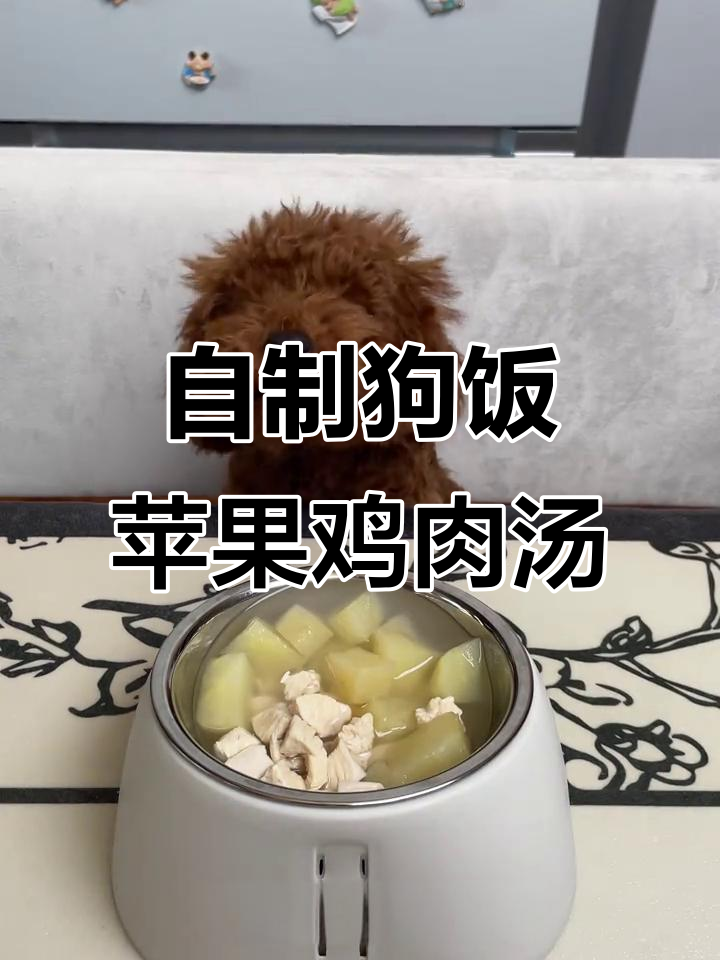 秋季狗狗热汤,苹果鸡肉汤做法大公开