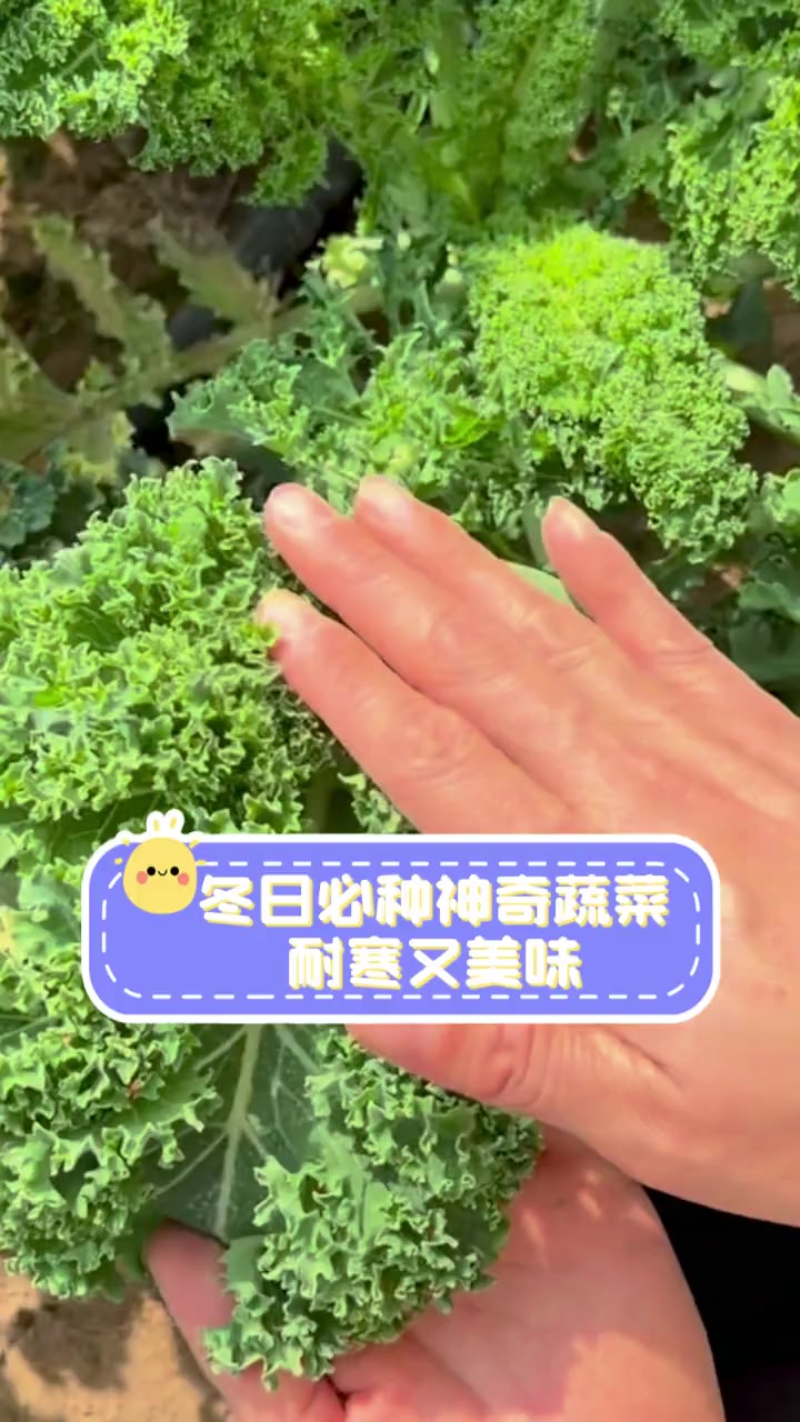 冬日必种神奇蔬菜,耐寒又美味