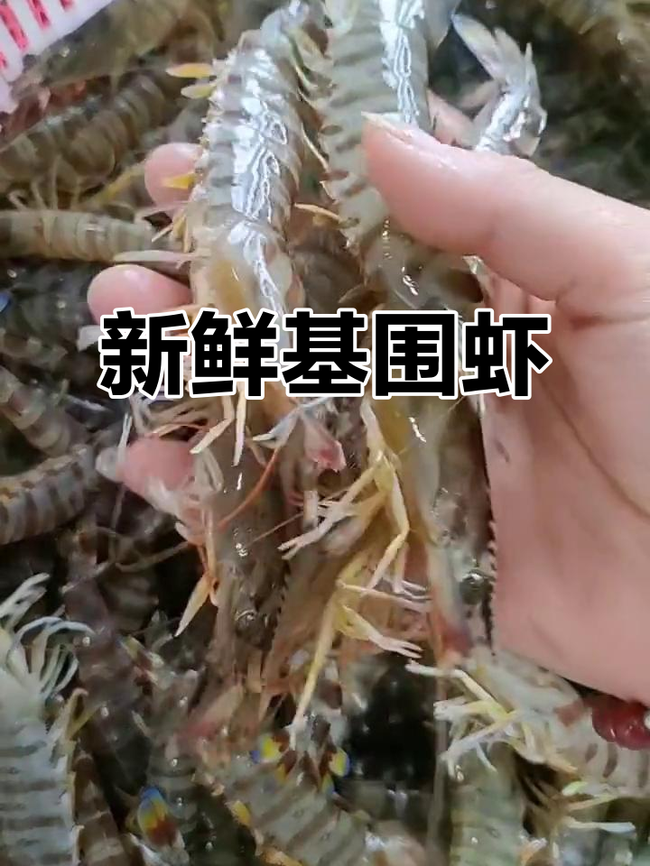 基围虾新鲜上市,16头即将登场!