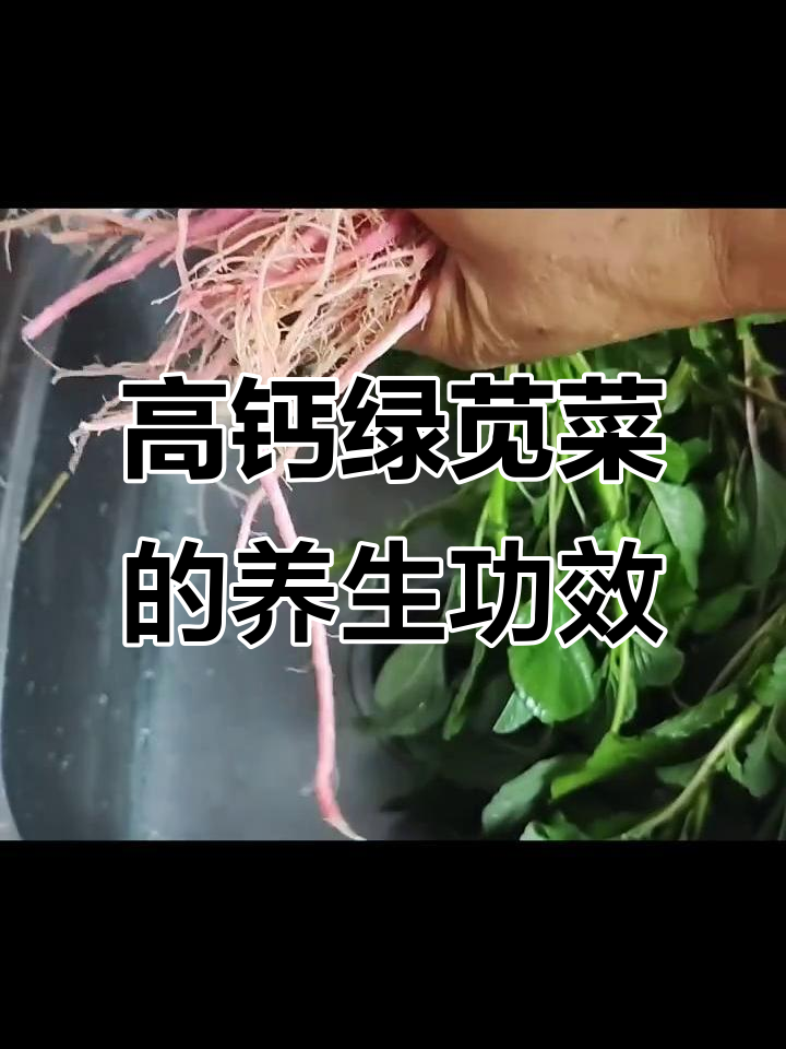 绿苋菜:高钙低脂,根茎皆可入药